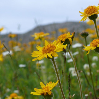 Arnica montana