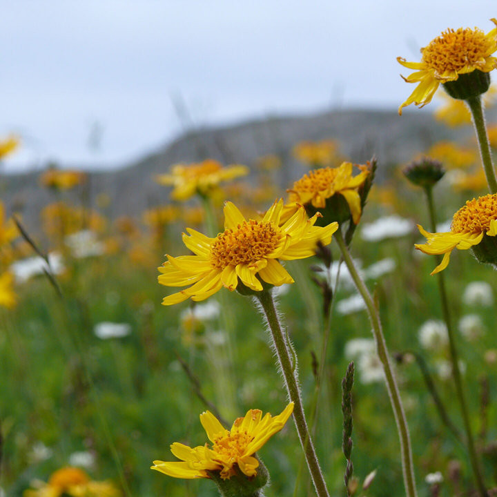 Arnica montana