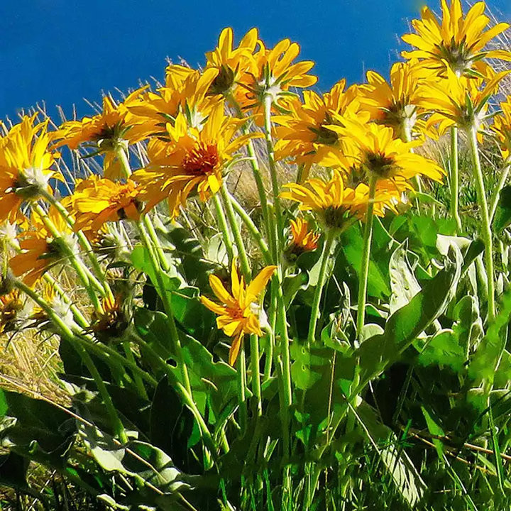 Arnica montana