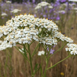 Achillée millefeuille