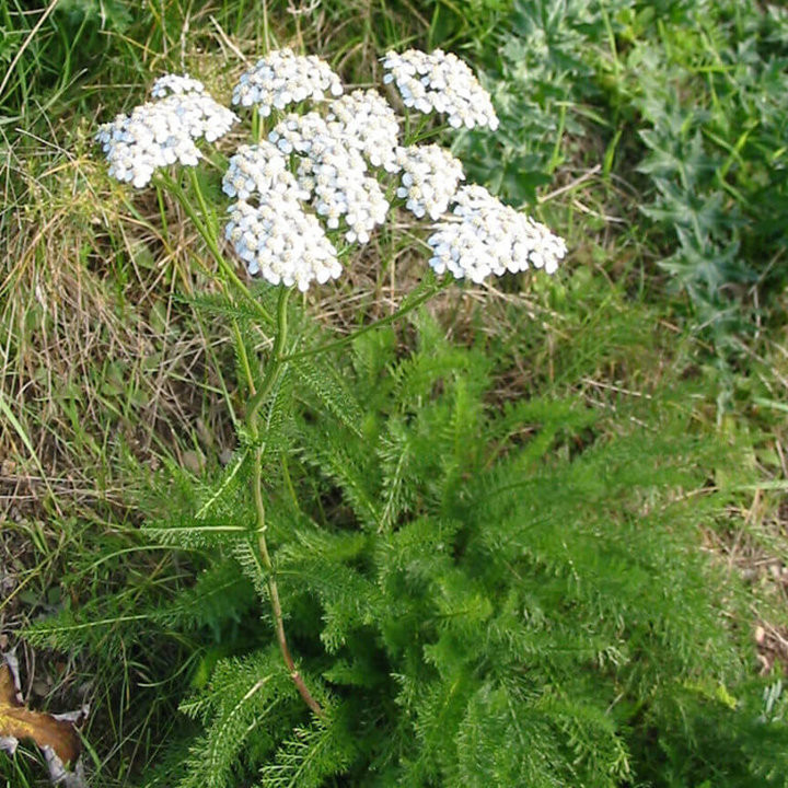 Achillée - Plante Résistante Cultivée par les Élèves
