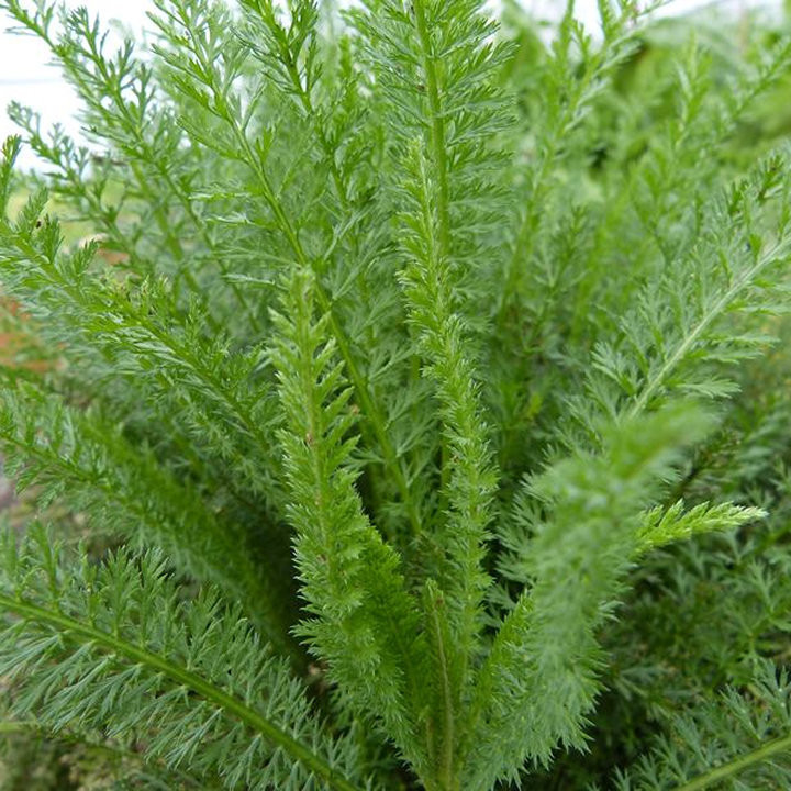 Achillée - Plante Résistante Cultivée par les Élèves