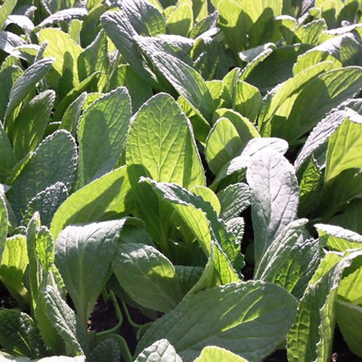Bourrache - Plante Résistante et Mellifère Cultivée par les Élèves