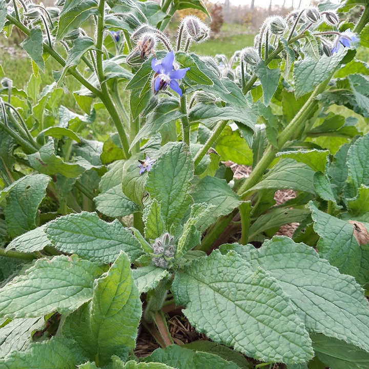 Bourrache - Plante Résistante et Mellifère Cultivée par les Élèves