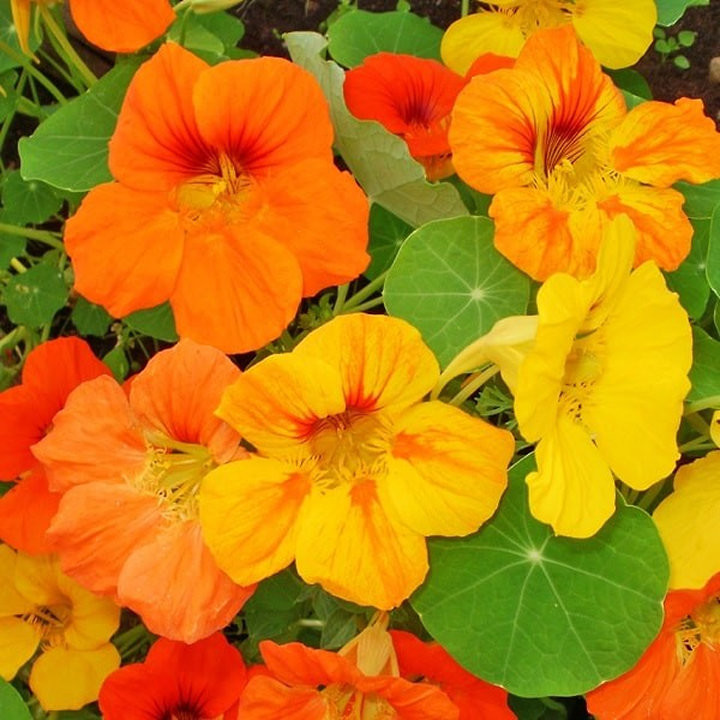 Capucine Naine - Plante Colorée et Comestible Cultivée par les Élèves