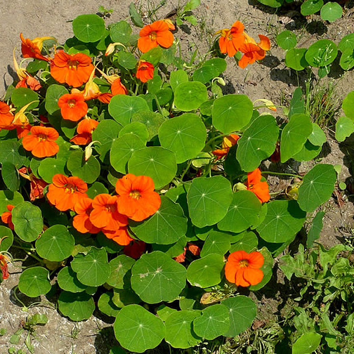Capucine Naine - Plante Colorée et Comestible Cultivée par les Élèves