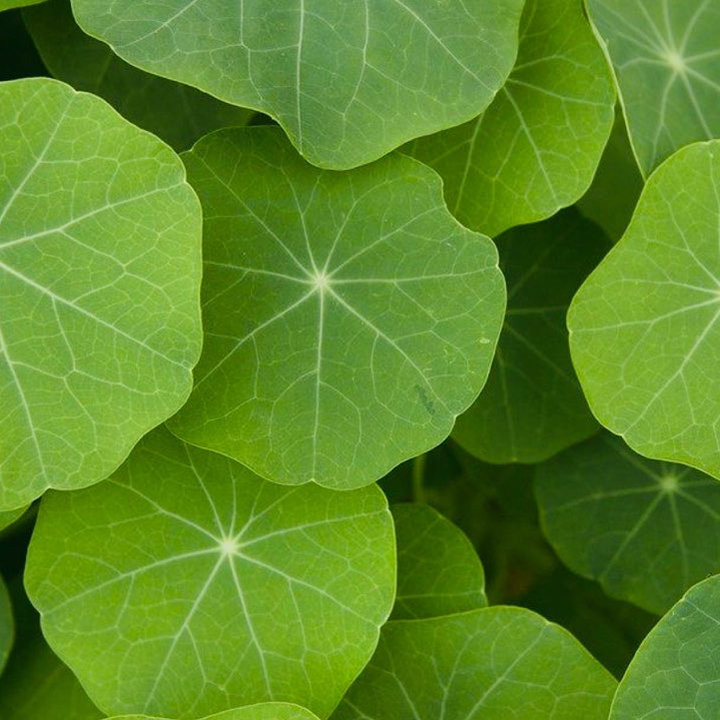 Capucine Naine - Plante Colorée et Comestible Cultivée par les Élèves