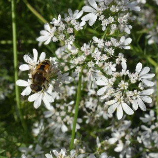 Coriandre à Petite Graine - Plante Aromatique Cultivée par les Élèves