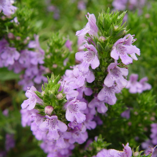 Sariette Vivace - Plante Aromatique Cultivée par les Élèves