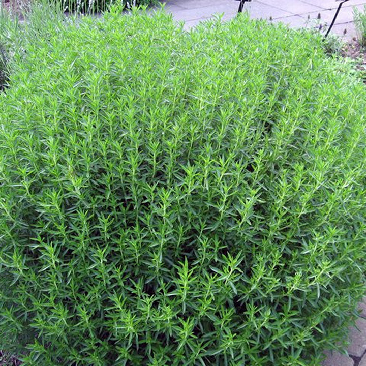 Sariette Vivace - Plante Aromatique Cultivée par les Élèves