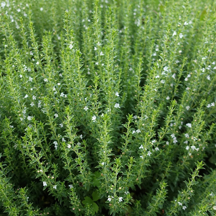 Sariette Vivace - Plante Aromatique Cultivée par les Élèves