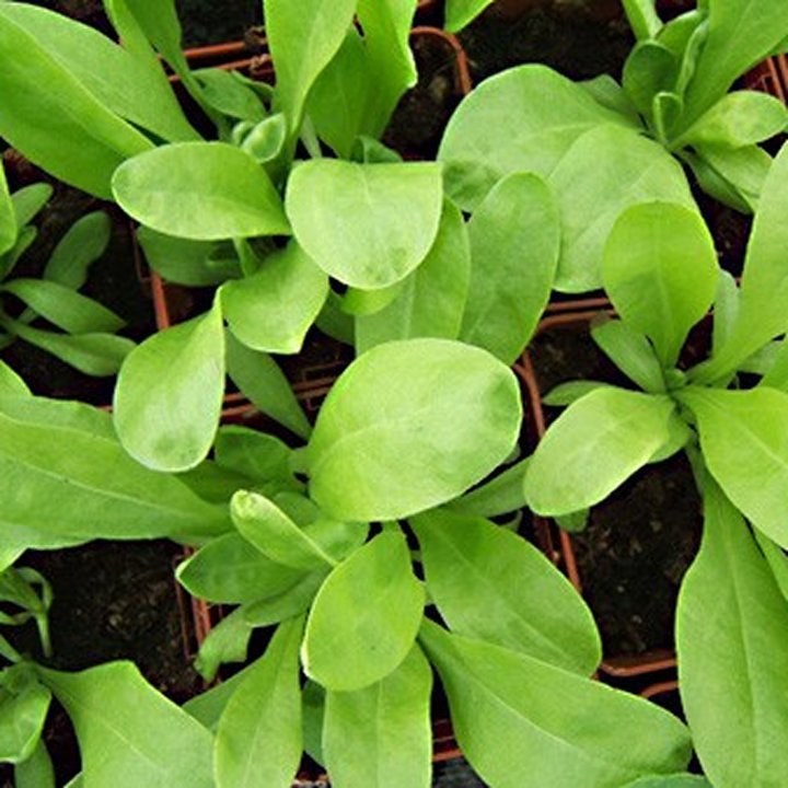 Souci des Jardins - Plante Résistante Cultivée par les Élèves