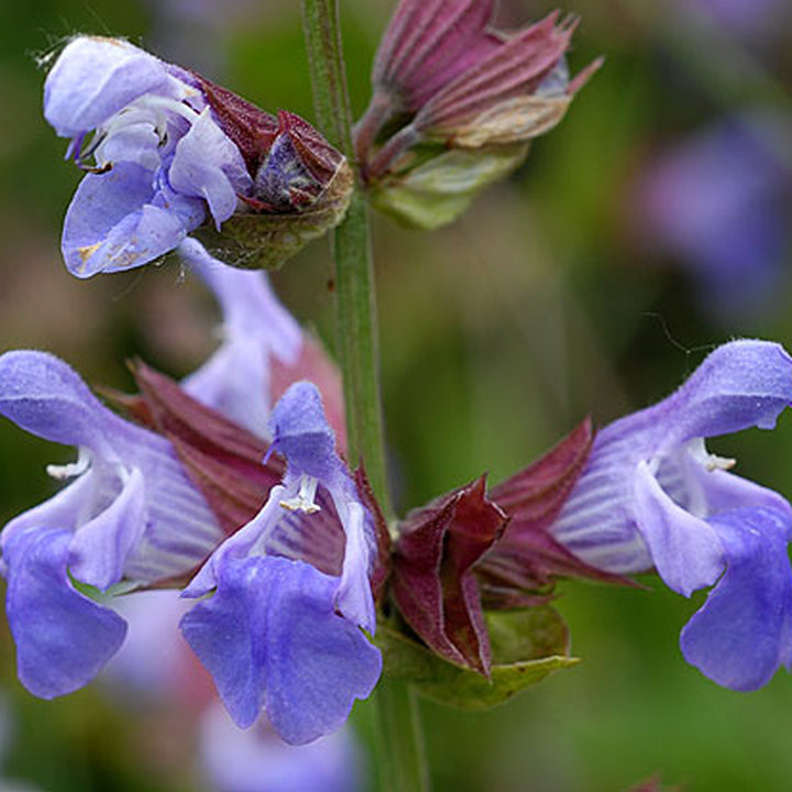 Sauge Officinale - Plante Aromatique Cultivée par les Élèves