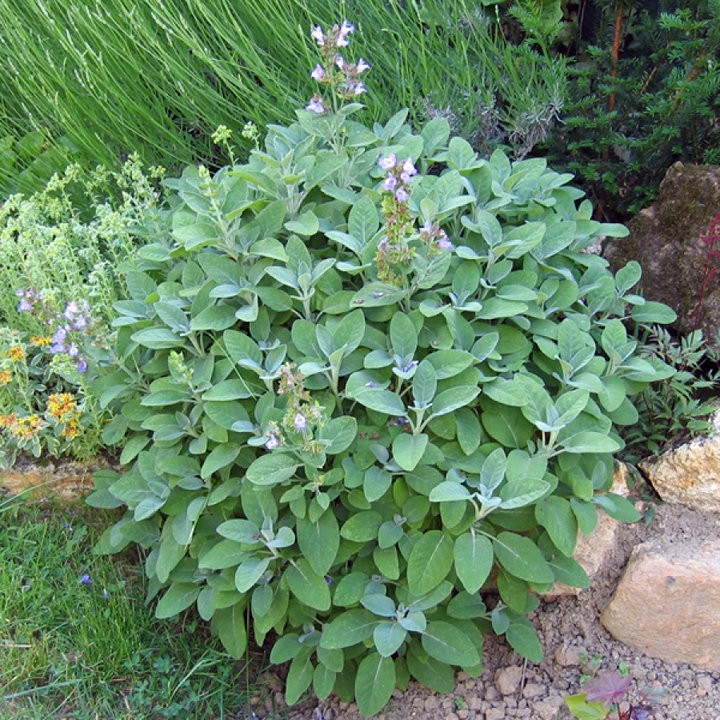 Sauge Officinale - Plante Aromatique Cultivée par les Élèves