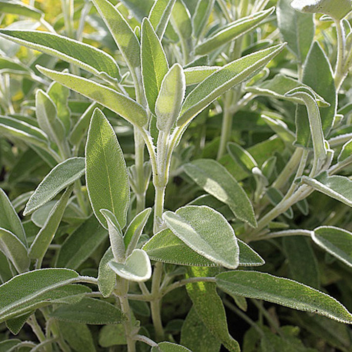 Sauge Officinale - Plante Aromatique Cultivée par les Élèves