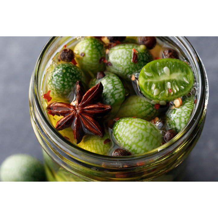 Concombre Mexicain Zehneria Scabra - Variété Grimpante Cultivée par les Élèves