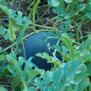 Pastèque Sugar Baby - Variété Gourmande Cultivée par les Élèves