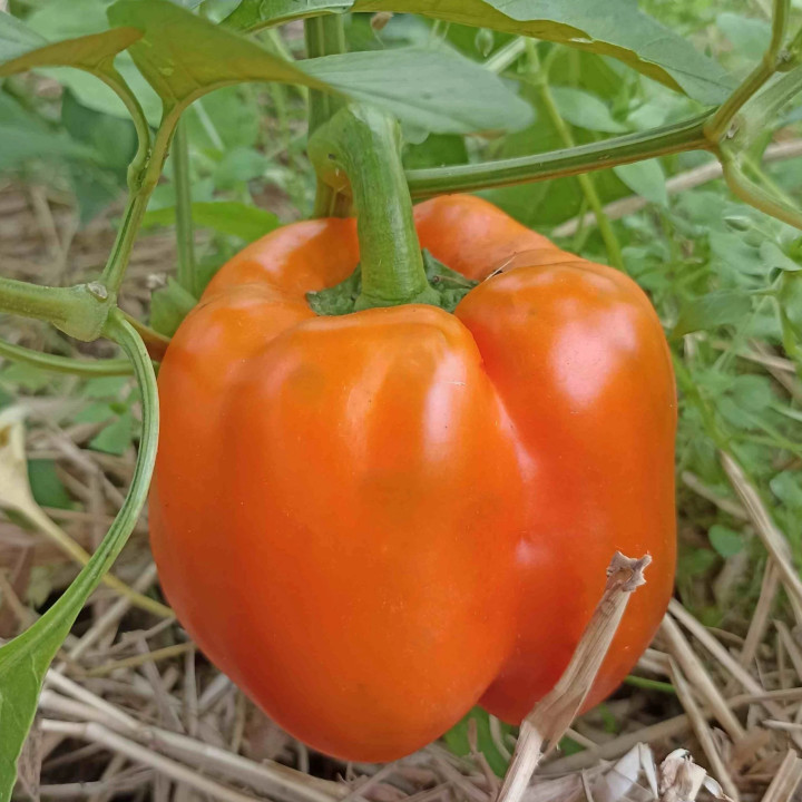 Poivron California Wonder orange