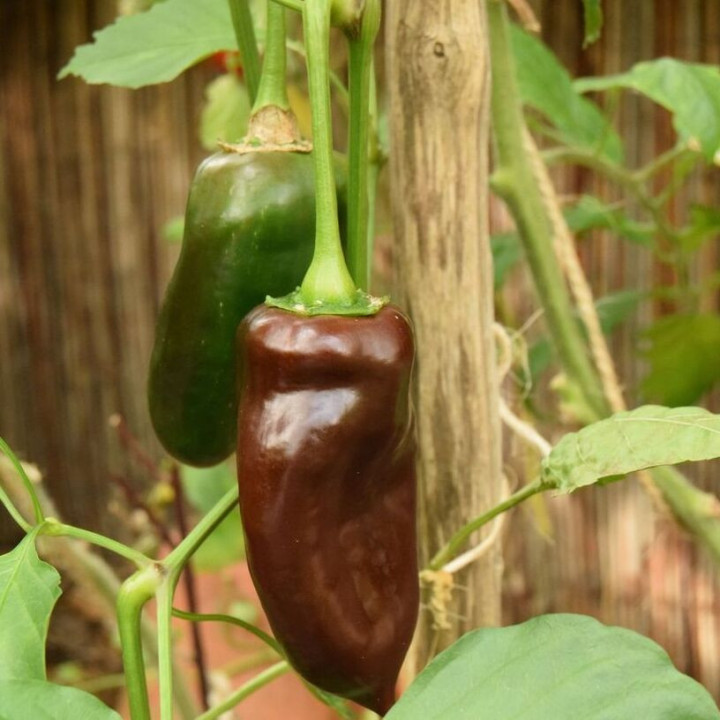 Poivron Chocolat