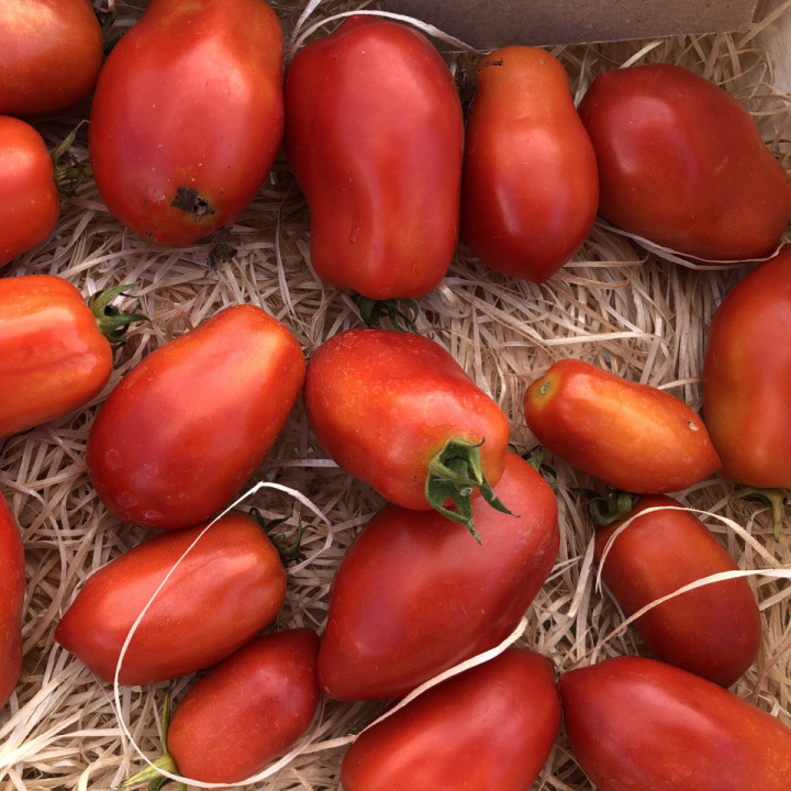 Tomate Roma - Variété Classique Cultivée par les Élèves