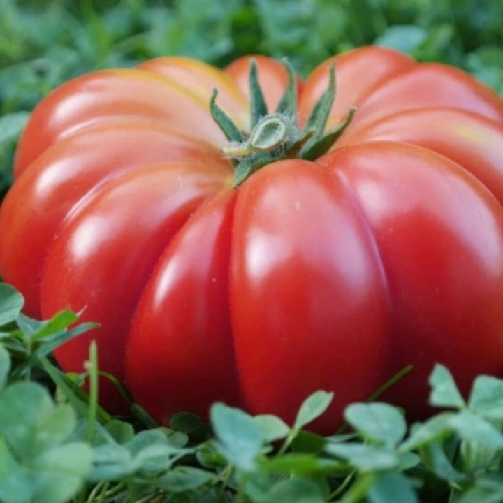 Tomate Beefsteak - Variété Charneuse Cultivée par les Élèves