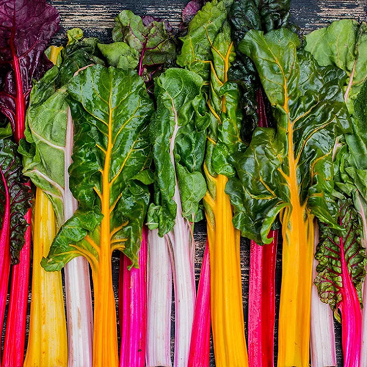 Blette Mélange 5 Couleurs - Légume Coloré Cultivé par les Élèves