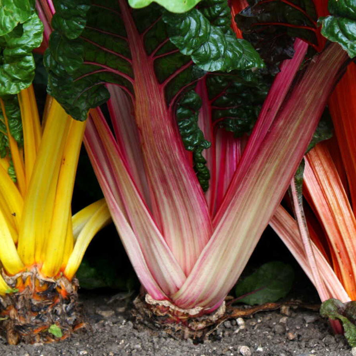 Blette Mélange 5 Couleurs - Légume Coloré Cultivé par les Élèves