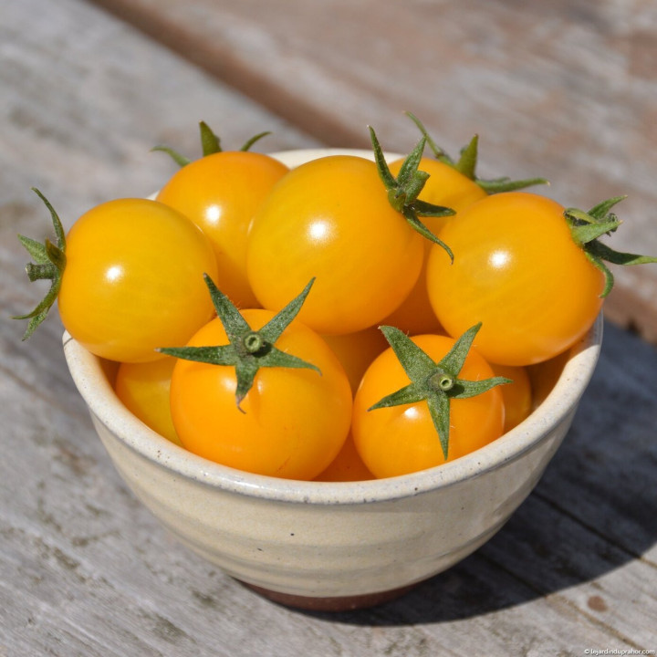 Tomate Cerise Jaune Gold Nugget - Variété Précoce Cultivée par les Élèves