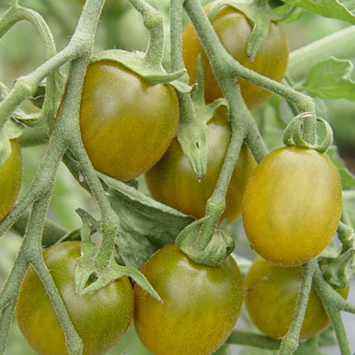 Tomate Cerise Verte Green Grape - Variété Originale Cultivée par les Élèves