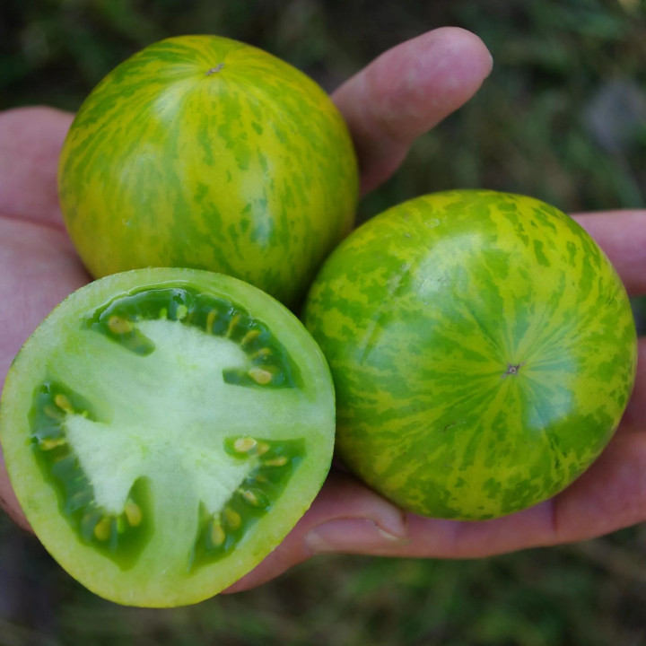 Tomate Green Zebra - Variété Originale Cultivée par les Élèves