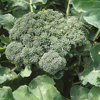 Chou brocoli Calabrais Hâtif