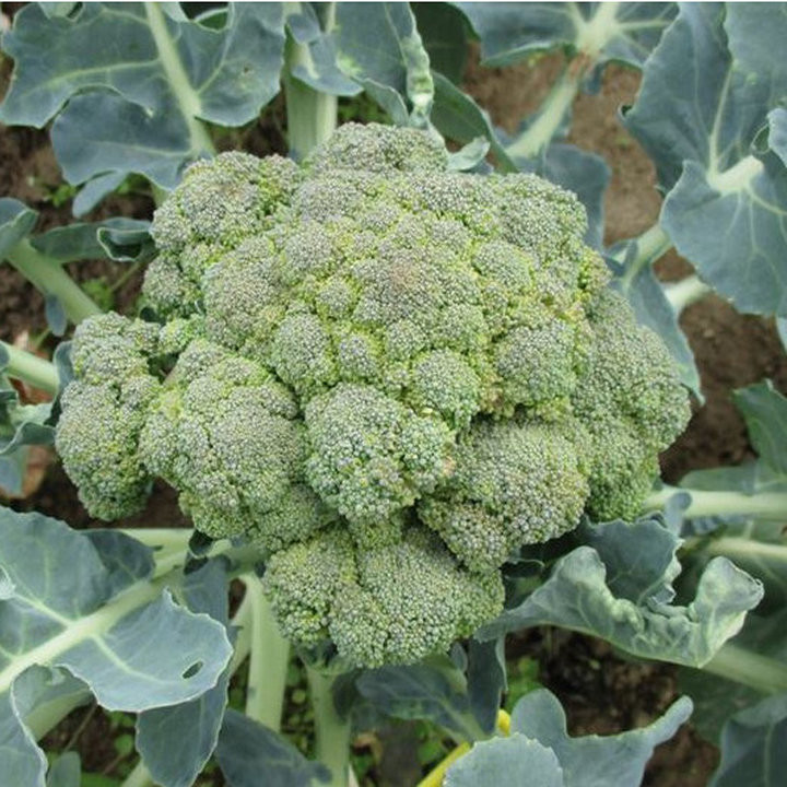 Chou Brocoli Calabrais hâtif - Variété Précoce Cultivée par les Élèves