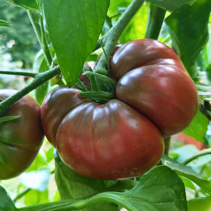 Tomate Noire de Crimée - Variété Originale Cultivée par les Élèves