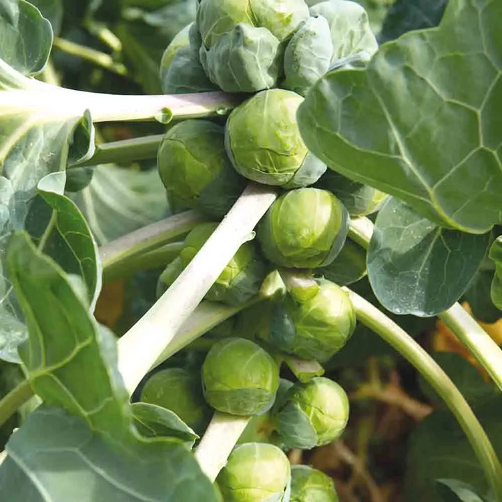 Chou de Bruxelles Groninger - Variété Résistante Cultivée par les Élèves