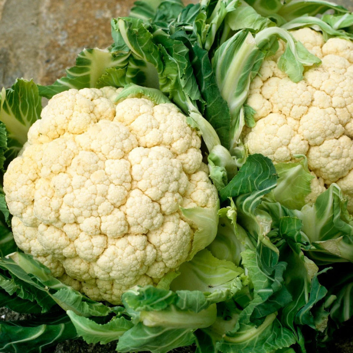 Chou-Fleur Odysseus - Variété Précoce Cultivée par les Élèves