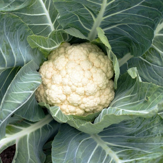 Chou-Fleur Odysseus - Variété Précoce Cultivée par les Élèves