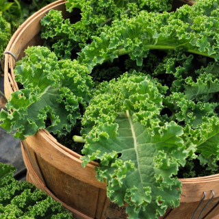 Chou Kale Halbhoher - Variété Nutritive Cultivée par les Élèves