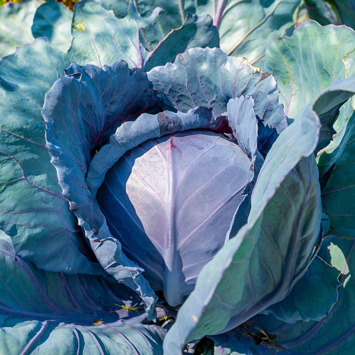 Chou Rouge Amarant - Variété Colorée Cultivée par les Élèves