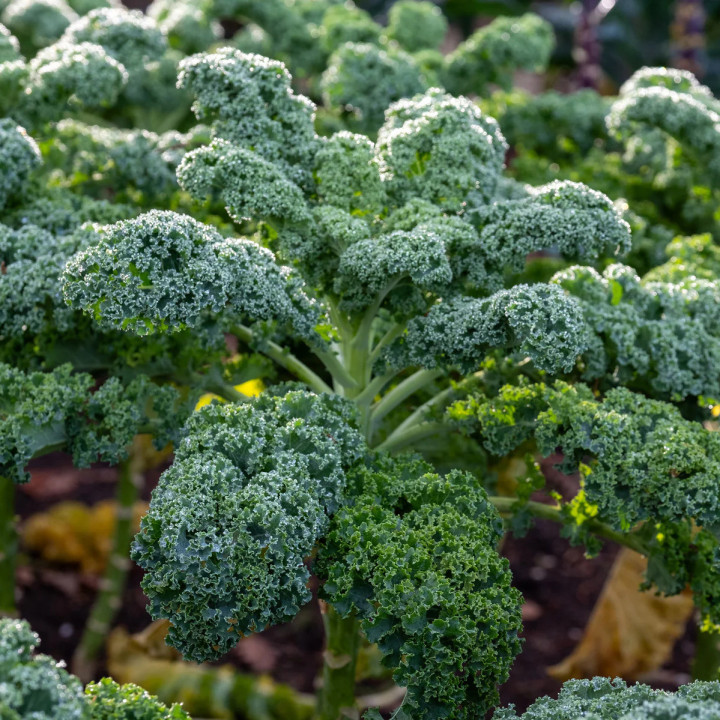 Chou Kale Halbhoher - Variété Nutritive Cultivée par les Élèves