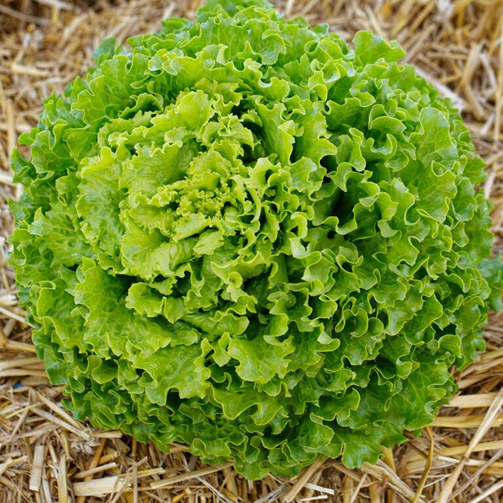 Salade batavia Godzilla