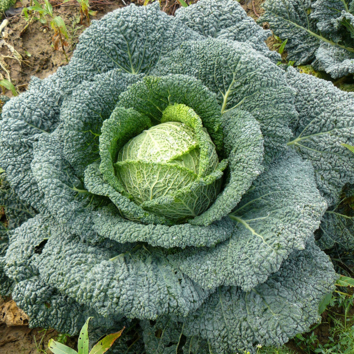 Choux de Milan Paradiesler