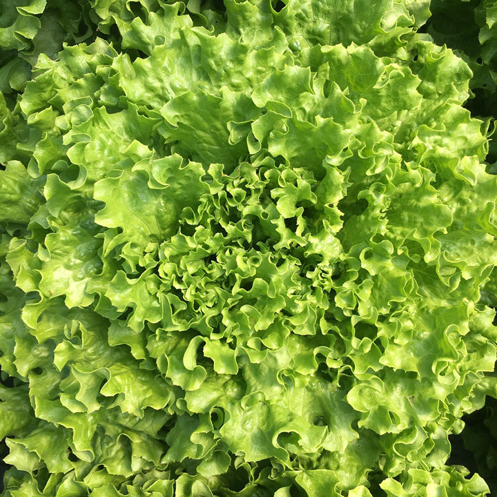 Salade batavia Godzilla