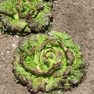 Salade batavia Grenobloise