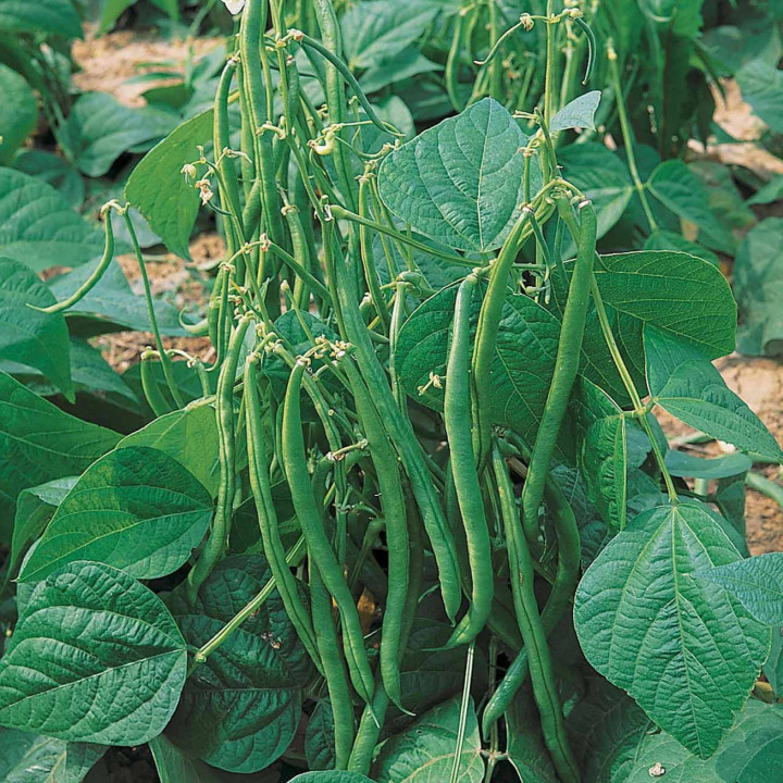 Haricot Vert à Rame Émerite - Variété Résistante Cultivée par les Élèves
