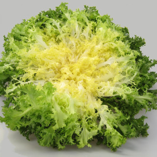 Salade chicorée frisée Wallone