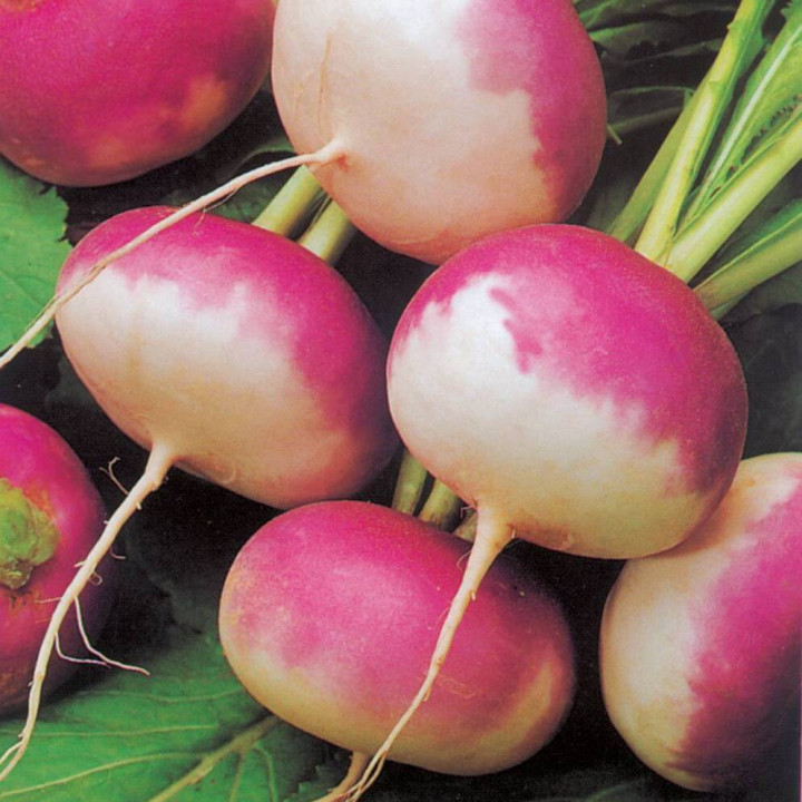 Navet Plat de Milan à Collet Rose - Variété Originale Cultivée par les Élèves