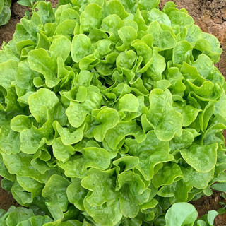 Salade feuille de chêne Lenir