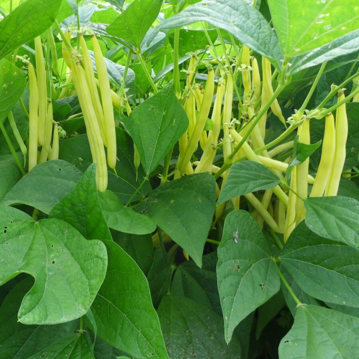 Haricot Plat à Rame Golden Gate - Variété Productive Cultivée par les Élèves