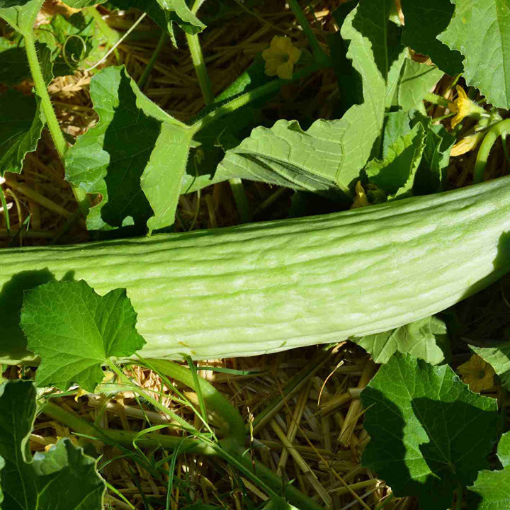 Concombre Arménien - Variété Insolite Cultivée par les Élèves