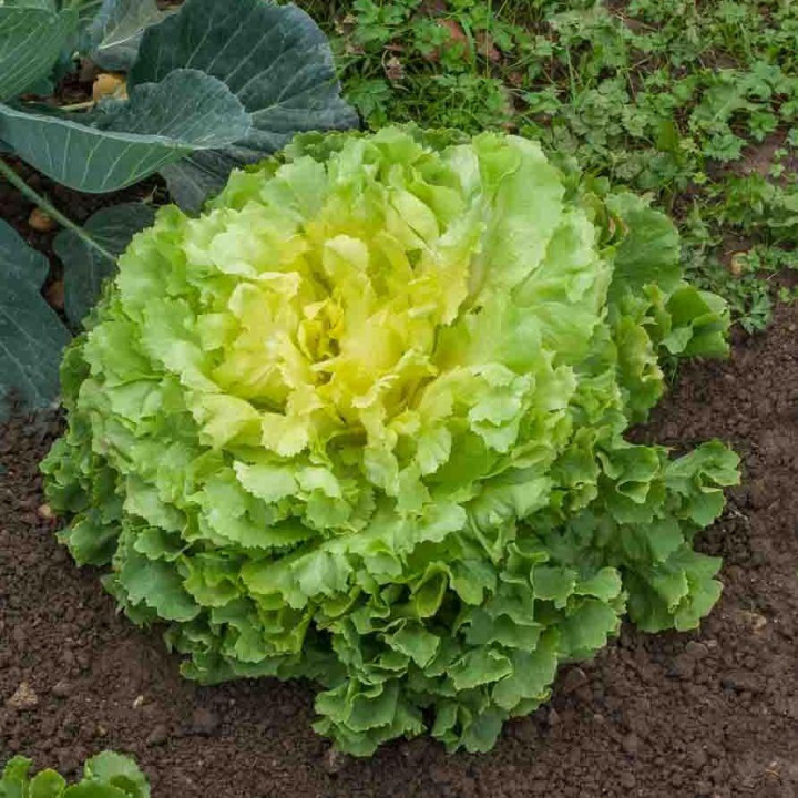 Salade Scarole Géante Maraîchère - Variété Résistante Cultivée par les Élèves